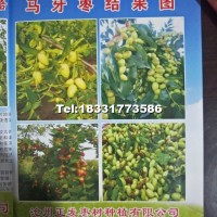 棗樹(shù)苗（馬牙棗）