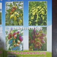 棗樹(shù)苗（月光棗）