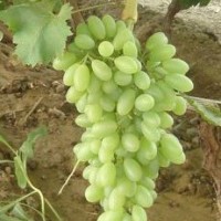 白雞心葡萄苗