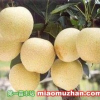 梨樹苗