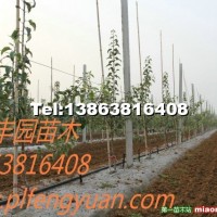 M26矮化中間砧煙富0蘋果苗