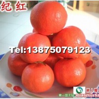 香橙世紀(jì)紅苗