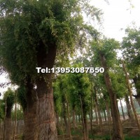 皂角規(guī)格2cm---90cm