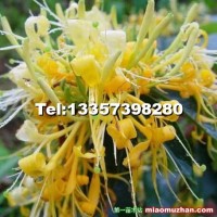 湖南改良山銀花苗（尖葉花王）