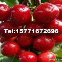 脫毒矮化大櫻桃種苗