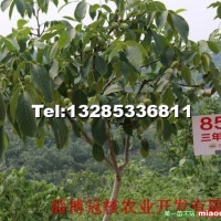 核桃苗價格，8518核桃苗價格