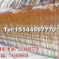 占地耐寒抗寒桃樹苗