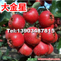 山西運城絳縣大金星山楂果
