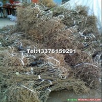 紅心獼猴桃苗木