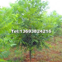 美國山核桃采穗樹