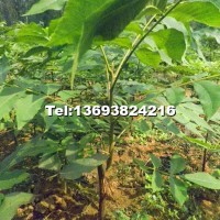 美國黑核桃果材兼用型嫁接苗