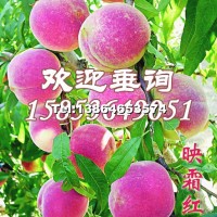 映霜紅晚熟桃苗木