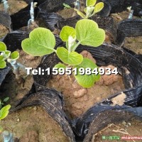 金艷獼猴桃嫁接樹苗