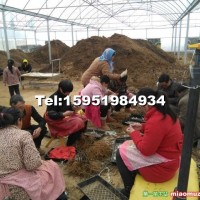 紅陽獼猴桃嫁接樹苗