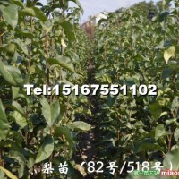 水果苗——82號翠冠梨