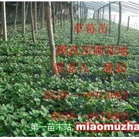草莓苗