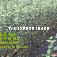 煙臺(tái)蘋果紅富士煙富