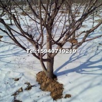 大棚櫻桃樹(shù)