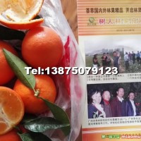 世紀(jì)紅柑橘苗