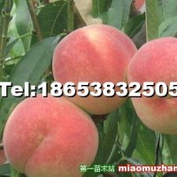 晚熟桃苗 冬桃苗 映霜紅桃樹苗