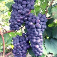 京亞葡萄苗