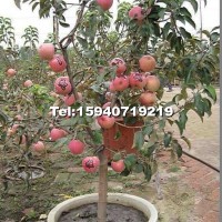 寒富蘋(píng)果苗