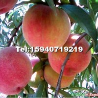 北京綠化九號桃樹苗