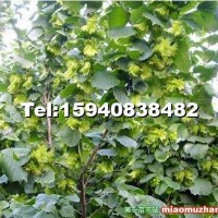 內(nèi)蒙古榛子苗