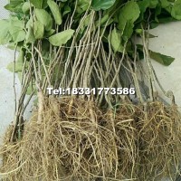 臺(tái)灣長(zhǎng)果桑苗