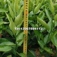 桔苗品種（明日見，阿思蜜）