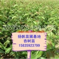 杏樹苗