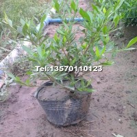 細(xì)葉梔子花