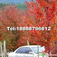 美國(guó)紅楓(紅花槭)
