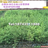 云杉營養(yǎng)杯苗