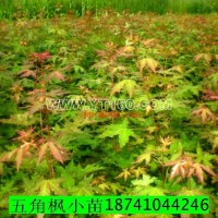 五角楓小苗