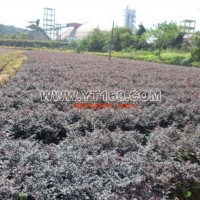 紅花繼木容器苗