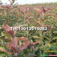 北美海棠苗