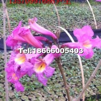 藍(lán)花風(fēng)鈴