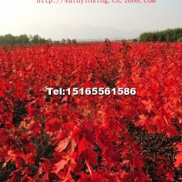 秋火焰紅楓扦插小苗