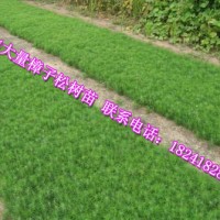 樟子松小苗