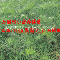 營養(yǎng)袋黑松苗