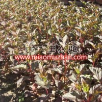 紫葉風(fēng)箱果