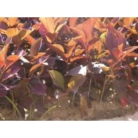 紫葉稠李
