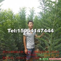 速生國(guó)槐苗