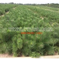 樟子松營(yíng)養(yǎng)缽苗