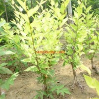 地接金葉榆小苗