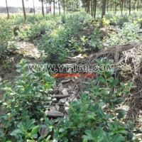 無(wú)刺枸骨扦插苗