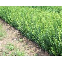 膠東衛(wèi)矛球低價(jià)出售