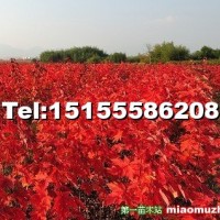 美國紅楓小苗