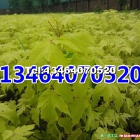 金葉復(fù)葉槭